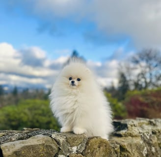 Cachorro blanco Pomerania venta Mexico