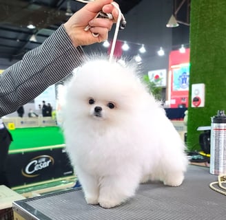 Perro pomerania blancos en Mexico Pedrigree Internacional