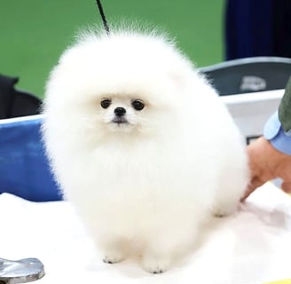 Cachorro pomeranian Coreano Blanco