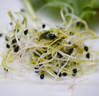 Alfalfa sprouts