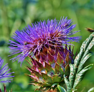 Artichoke