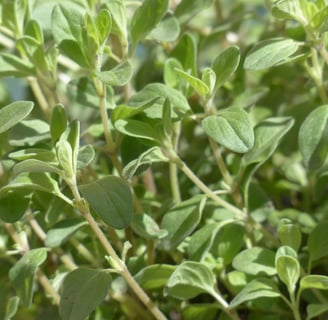 Benefits Marjoram