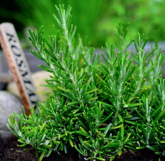 Benefits Rosemary