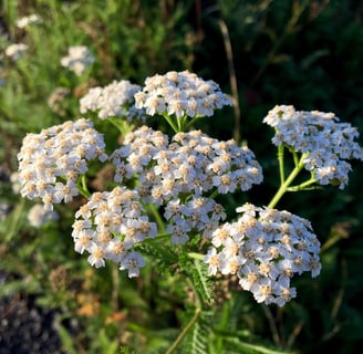 Benefits Yarrow