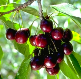 black cherry