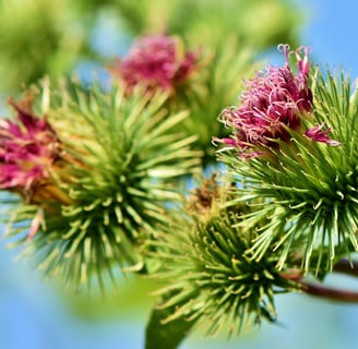 Benefits Burdock Root