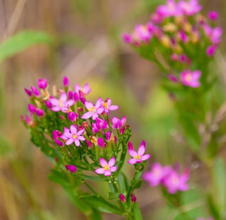 centaury herb