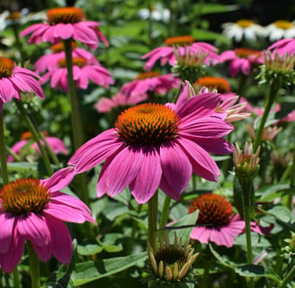 echinacea