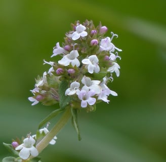 Garden Thyme