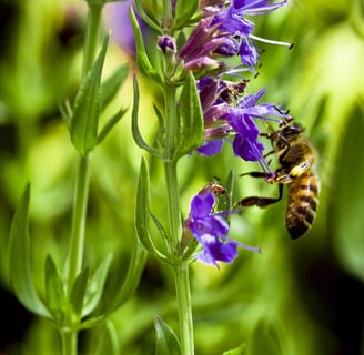 benefits hyssop