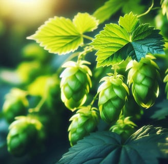 health benefits hops