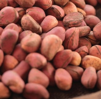 Kola nut