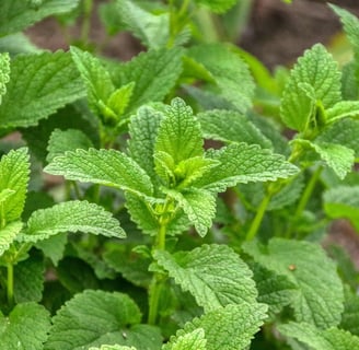 Citronmeliss