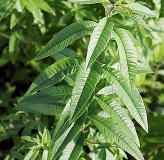 Lemon verbena