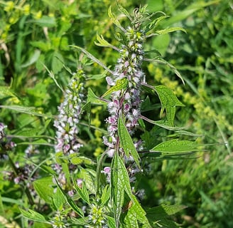 Motherwort