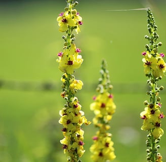 Great Mullein