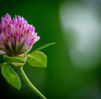 Red Clover