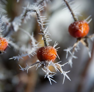 Rose Hips