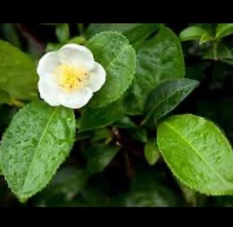 Tea Plant