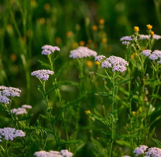 Health Benefits Yarrow