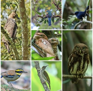 WEST JAVA BIRDING TOUR