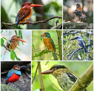 TANGKOKO BIRDING TOUR