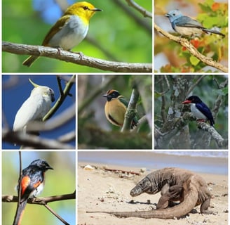 FLORES BIRDING TOUR - KOMODO ISLAND BIRDING TOUR