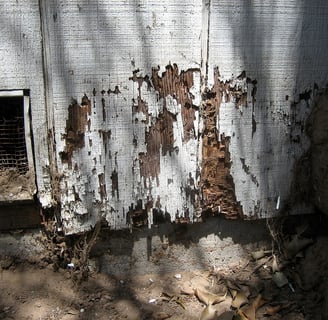 termite damage