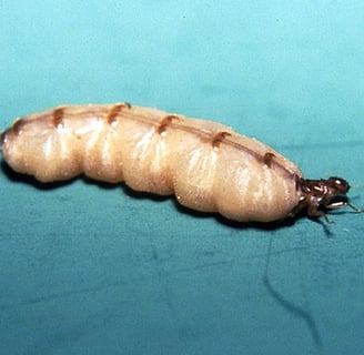 A termite queen can live for 50 years