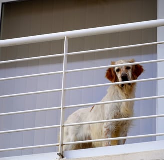 Dog looking through balcony rail. Photo by Stötzer Balázs
