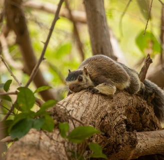 Grizzled giant squirrel resting on the branch.
