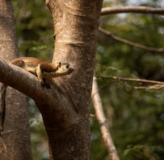 Scanning for fruits. It made a giant leap to another tree.