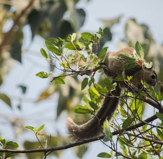 Giant squirrel was delicately balancing and scanning the top portions of the branch for ripe fruits.