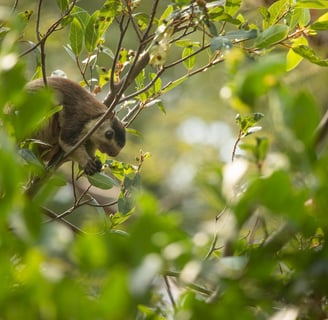 Here the giant squirrel is eating on the fresh leaves - which is what they prefer.