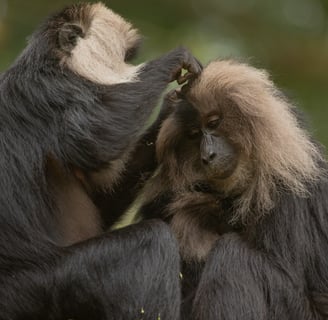 A lion-tailed macaque grooming another monkey. Aloogrooming is part of their social culture.