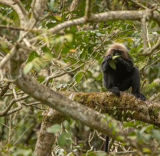 Nilgiri Langurs are mainly foliovorous, prefers leaves as their main diet.