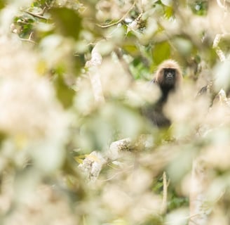 Nilgiri Langur, an endemic to Western Ghats.