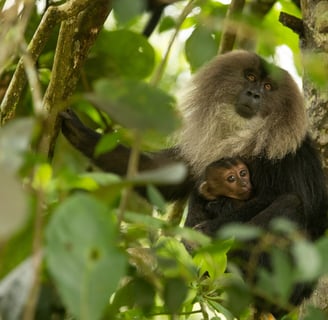 A lion-tailed macaque carrying its infant