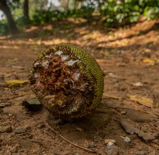 A half eaten jackfruit from a lion-tailed macaque.