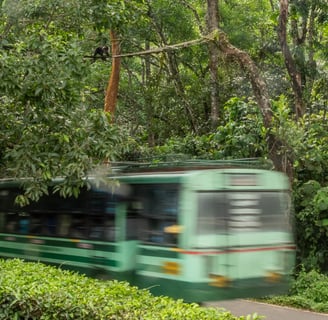 A lion-tailed macaque crossing on the bridge built by Nature Conversation Foundation.