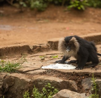 A lion-tailed macaque eating human made food.