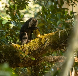 Lion-tailed macaque eating jackfruit.