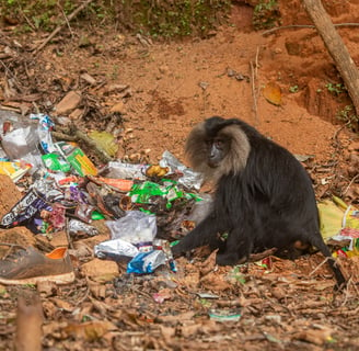 A lion-tailed macaque feeding on the garbage.