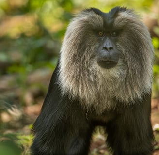 An alpha male of lion-tailed macaque.