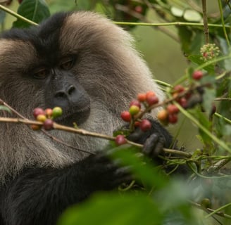 Lion-tailed macaque feeding on the coffee