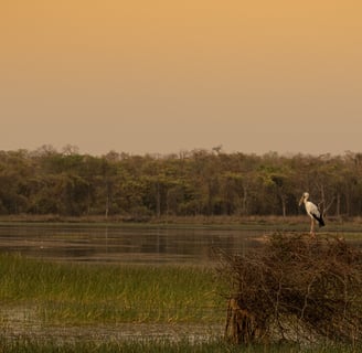 An Openbill Stock sitting on a dry grass with the wetland as background