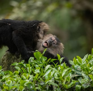 two lion-tailed macaques sub-adults playing with each other.