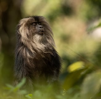 A portrait of a lion-tailed macaque