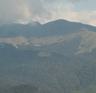 Landscape containing Sholas, evergreen forests and tea estates.