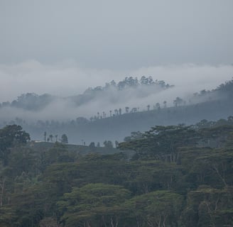 The sholas and tea estate.